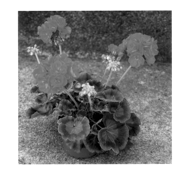 Figure 1 of US plant patent PP13234, the photograph of Pactwo printed in the patent.