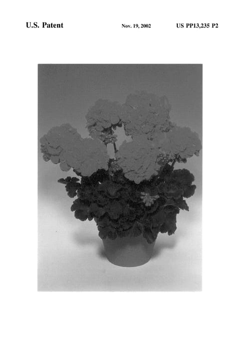 Figure 3 of US plant patent PP13235, the photograph of Fistador printed in the patent.
