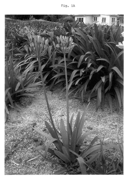 Figure 1 of US plant patent PP13236, the photograph of SARAH printed in the patent.