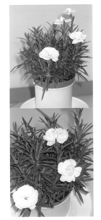 Figure 1 of US plant patent PP13237, the photograph of Wesdiwit printed in the patent.