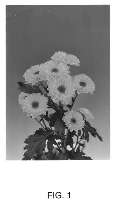 Figure 1 of US plant patent PP13238, the photograph of Vybowl printed in the patent.