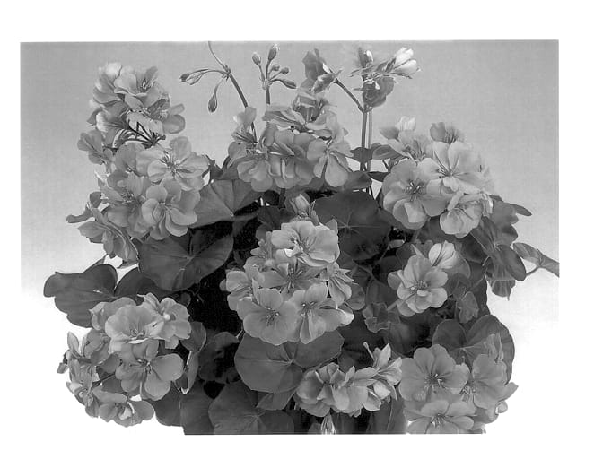 Figure 1 of US plant patent PP13239, the photograph of Duehaydn printed in the patent.