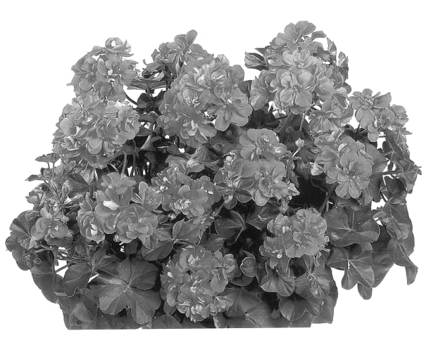 Figure 1 of US plant patent PP13240, the photograph of Duemor printed in the patent.
