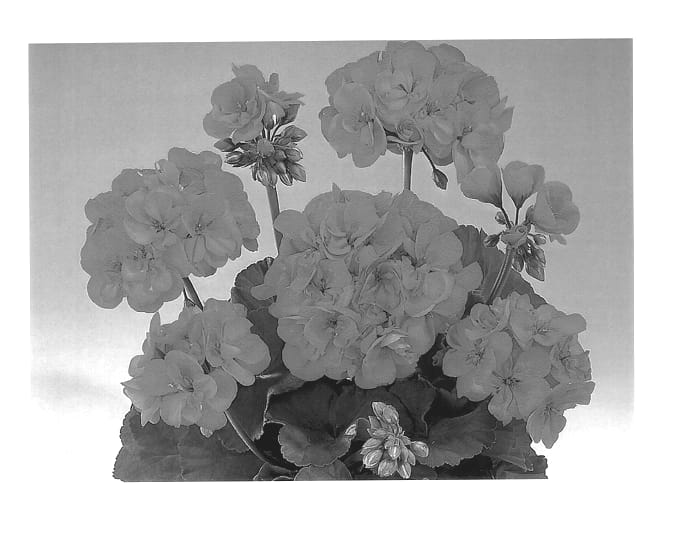 Figure 1 of US plant patent PP13241, the photograph of Dueimap printed in the patent.