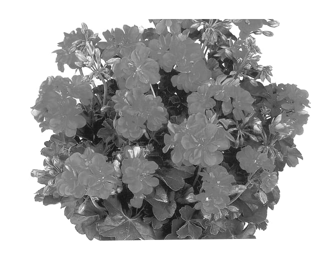 Figure 1 of US plant patent PP13242, the photograph of Duebus printed in the patent.