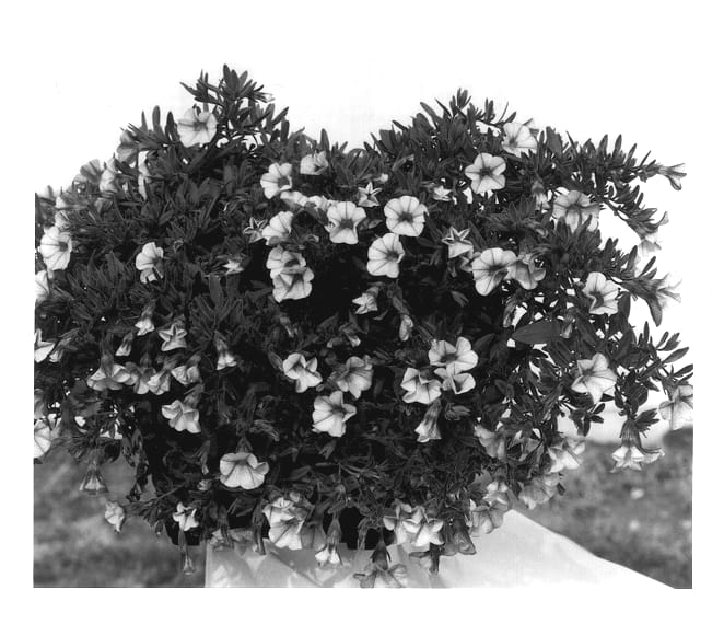 Figure 1 of US plant patent PP13243, the photograph of KLEC01068 printed in the patent.