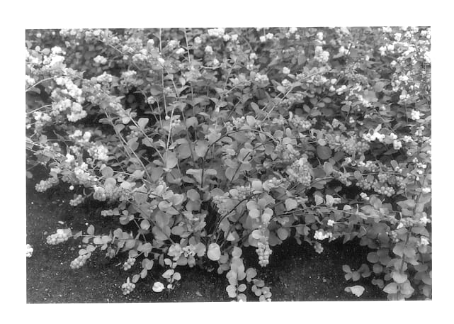 Figure 1 of US plant patent PP13244, the photograph of Scarlet Pearl printed in the patent.