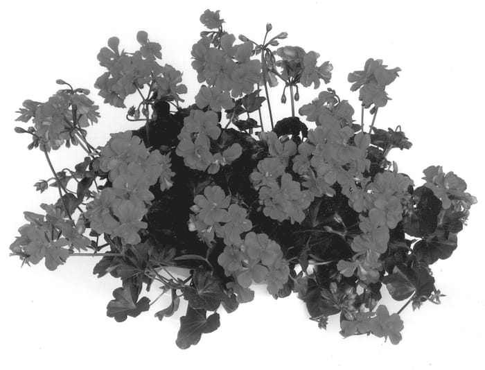 Figure 1 of US plant patent PP13245, the photograph of Global Coral Rose printed in the patent.