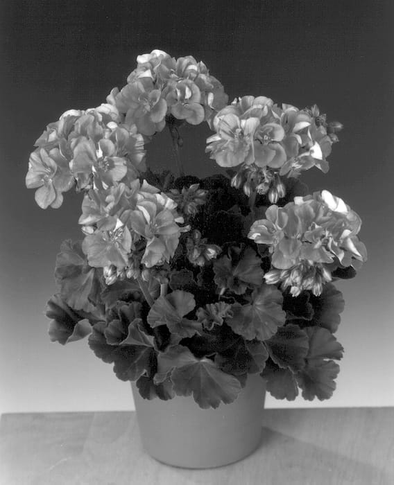 Figure 1 of US plant patent PP13246, the photograph of Fiseyely printed in the patent.