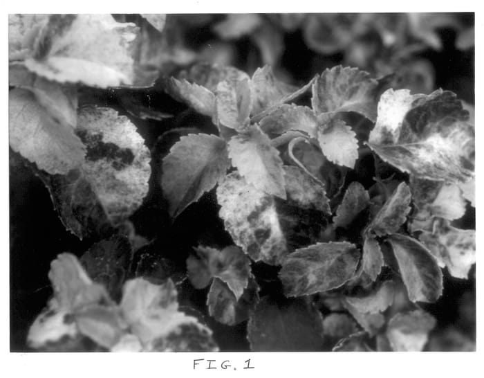 Figure 1 of US plant patent PP13247, the photograph of Kuga Variegated printed in the patent.