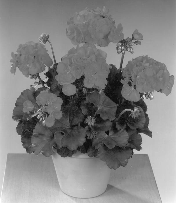 Figure 1 of US plant patent PP13248, the photograph of Fiston printed in the patent.