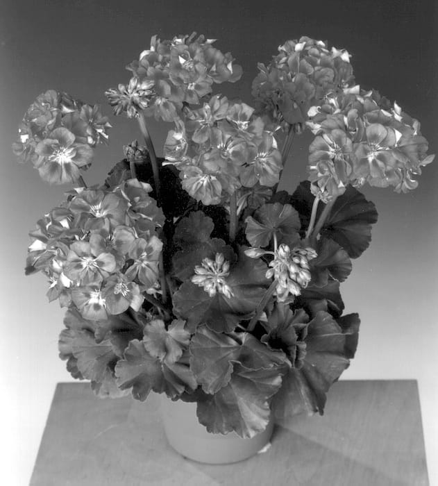 Figure 1 of US plant patent PP13249, the photograph of Fisrobrav printed in the patent.