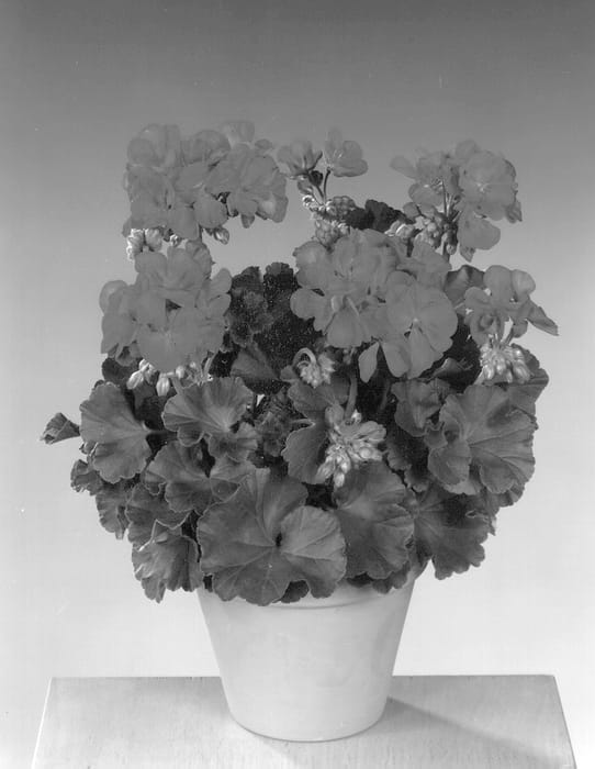 Figure 1 of US plant patent PP13250, the photograph of Fisrovio printed in the patent.