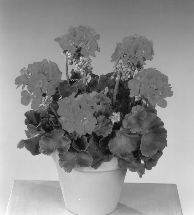 Figure 1 of US plant patent PP13251, the photograph of Fisbluda printed in the patent.