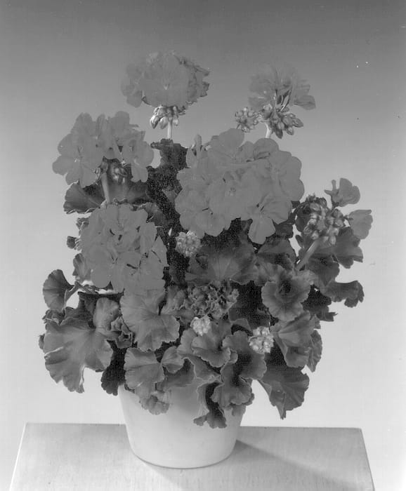 Figure 1 of US plant patent PP13252, the photograph of Fisromag printed in the patent.