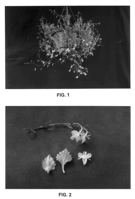Figure 1 of US plant patent PP13253, the photograph of TiLu printed in the patent.
