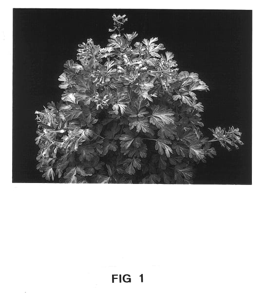 Figure 1 of US plant patent PP13254, the photograph of Golden Panda printed in the patent.