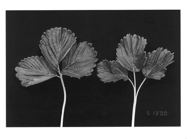 Figure 1 of US plant patent PP13255, the photograph of BG-625 printed in the patent.