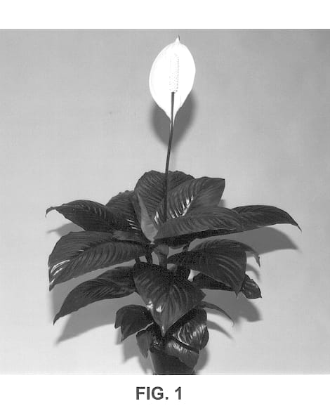 Figure 1 of US plant patent PP13256, the photograph of Sthirtyone printed in the patent.