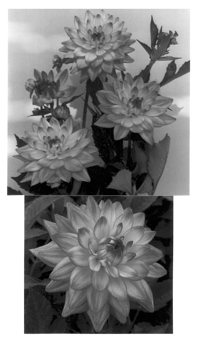 Figure 1 of US plant patent PP13257, the photograph of Melody Dora printed in the patent.