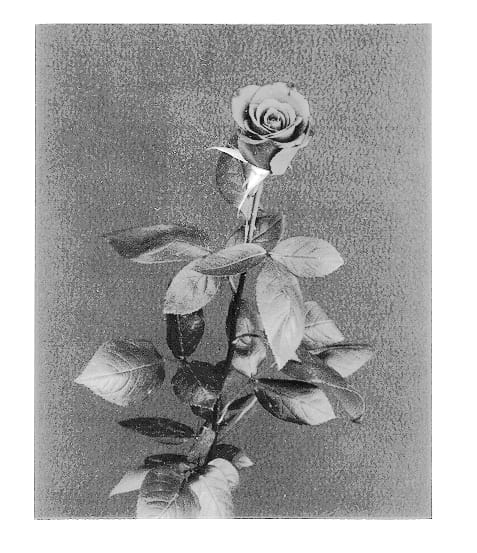 Figure 1 of US plant patent PP13258, the photograph of Yoreda printed in the patent.