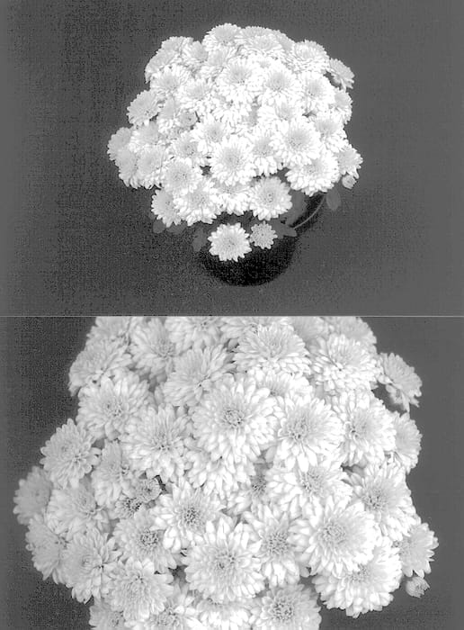 Figure 1 of US plant patent PP13259, the photograph of Dreamy Yomarilyn printed in the patent.