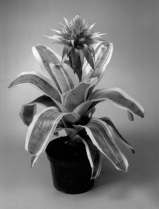 Figure 1 of US plant patent PP13260, the photograph of 228 printed in the patent.