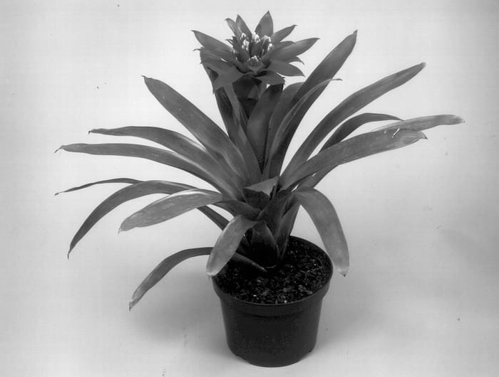 Figure 1 of US plant patent PP13261, the photograph of GUZ 229 printed in the patent.