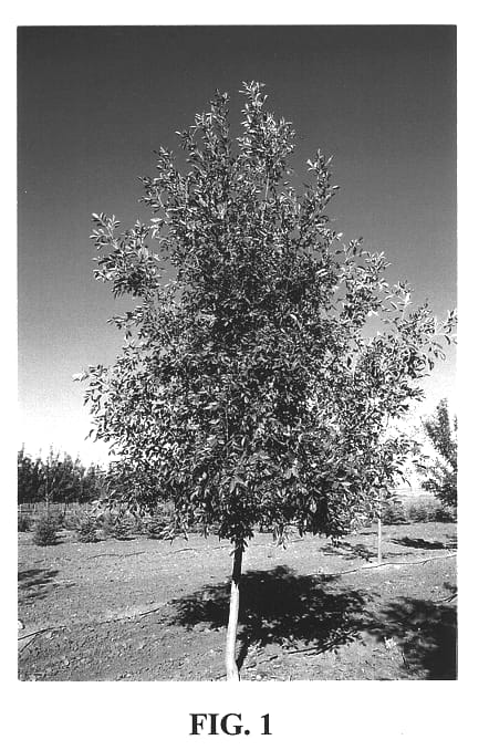 Figure 1 of US plant patent PP13262, the photograph of Heuver printed in the patent.