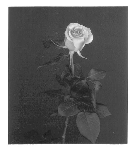 Figure 1 of US plant patent PP13263, the photograph of Yopilit printed in the patent.