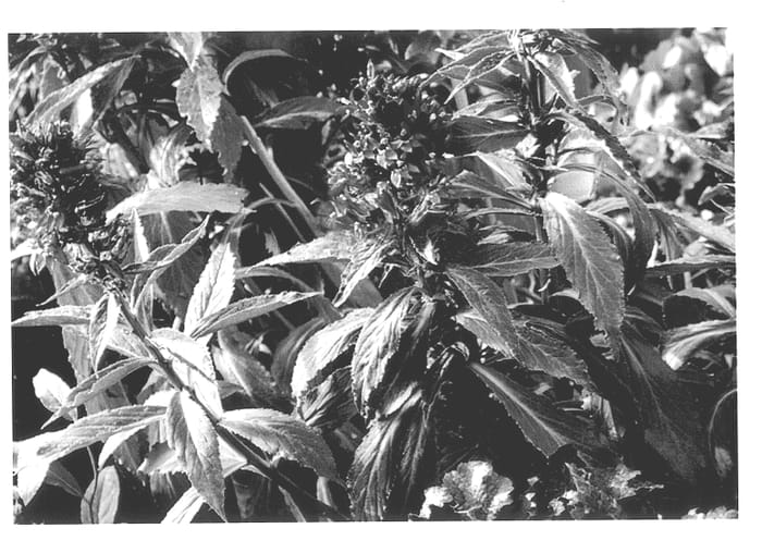 Figure 1 of US plant patent PP13264, the photograph of Grape Knee-Hi printed in the patent.