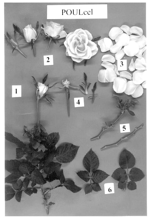 Figure 1 of US plant patent PP13265, the photograph of POULcel printed in the patent.