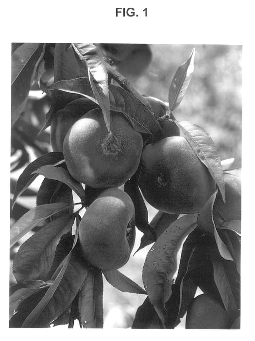 Figure 1 of US plant patent PP13266, the photograph of Rattray printed in the patent.