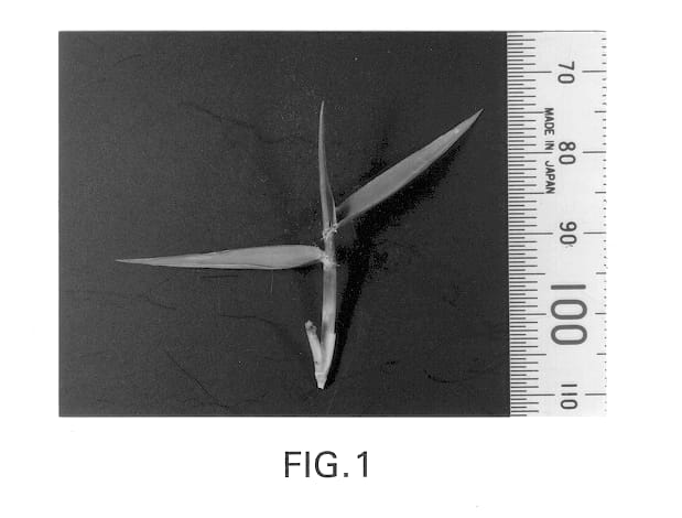 Figure 1 of US plant patent PP13267, the photograph of Himeno printed in the patent.
