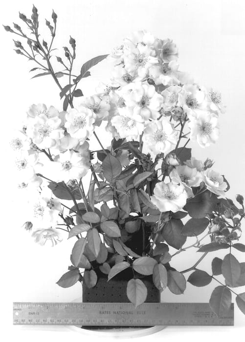 Figure 1 of US plant patent PP13268, the photograph of FRYyeoman printed in the patent.