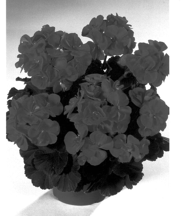 Figure 1 of US plant patent PP13269, the photograph of Klefeuer printed in the patent.