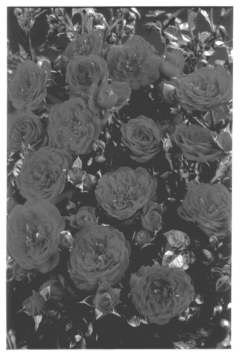 Figure 1 of US plant patent PP13270, the photograph of POULattra printed in the patent.