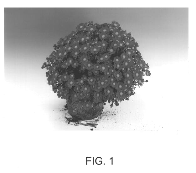 Figure 1 of US plant patent PP13271, the photograph of Amphion printed in the patent.