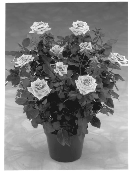 Figure 1 of US plant patent PP13272, the photograph of POULac001 printed in the patent.
