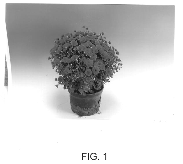 Figure 1 of US plant patent PP13273, the photograph of Adonis printed in the patent.