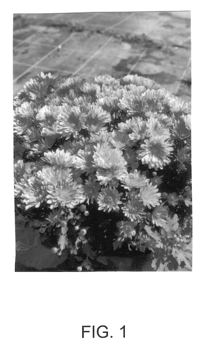 Figure 1 of US plant patent PP13274, the photograph of Medea printed in the patent.