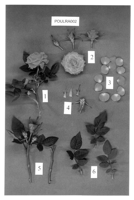 Figure 1 of US plant patent PP13275, the photograph of POULra002 printed in the patent.