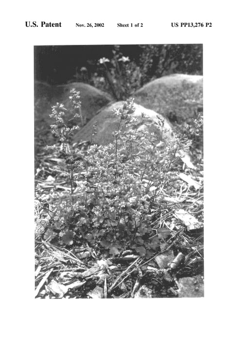 Figure 3 of US plant patent PP13276, the photograph of Canyon Melody printed in the patent.