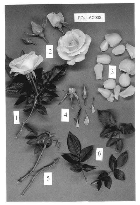 Figure 1 of US plant patent PP13277, the photograph of POULac002 printed in the patent.