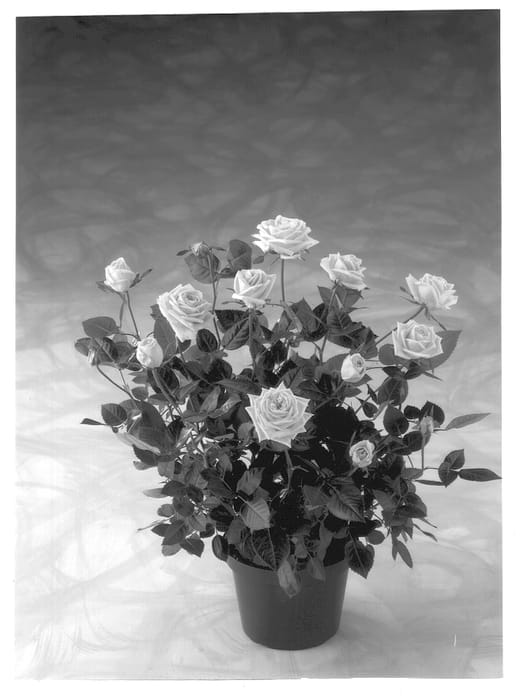 Figure 1 of US plant patent PP13278, the photograph of POULac003 printed in the patent.