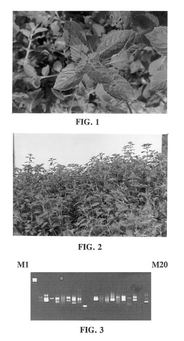 Figure 1 of US plant patent PP13279, the photograph of Saksham printed in the patent.