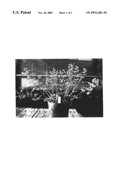 Figure 3 of US plant patent PP13281, the photograph of Canyon Chimes printed in the patent.