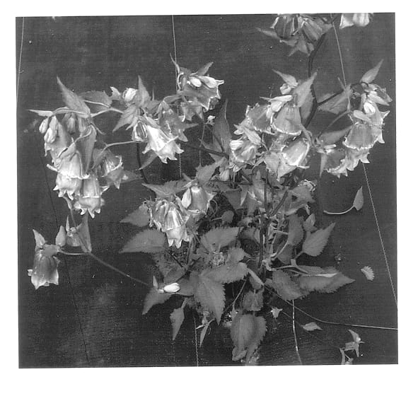 Figure 1 of US plant patent PP13282, the photograph of Pantaloons printed in the patent.