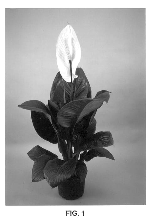 Figure 1 of US plant patent PP13283, the photograph of Stwentynine printed in the patent.