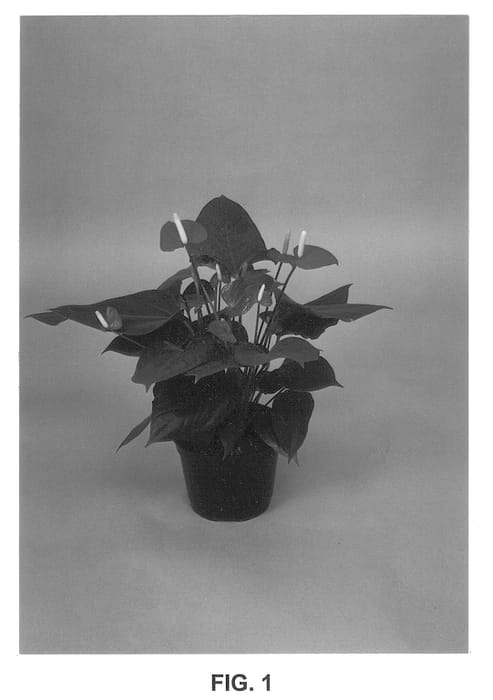 Figure 1 of US plant patent PP13284, the photograph of Valentine printed in the patent.